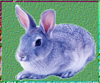 青紫蓝实验兔 