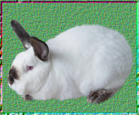 伊拉兔种兔