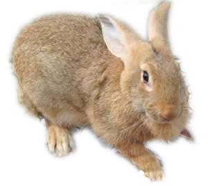 比利时兔-实验兔2副本.jpg