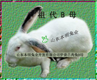 伊普吕配套系种兔祖代B母兔