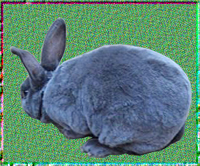 青紫蓝獭兔