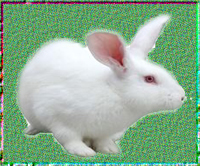密州白实验兔