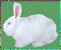 大耳白种兔