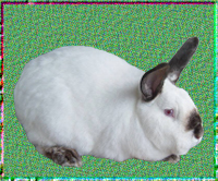 加利福尼亚兔