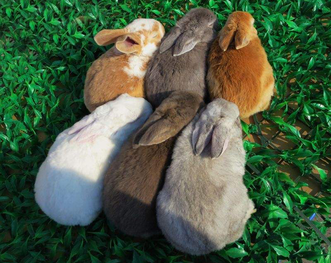 诸城市本明兔业开发有限公司,诸城市波涛养兔合作社提供观赏獭兔,观赏