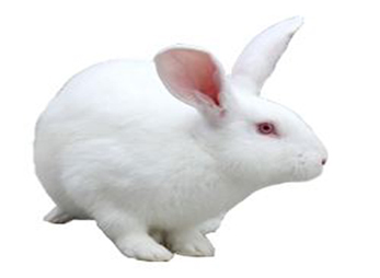 新西兰实验兔1.jpg
